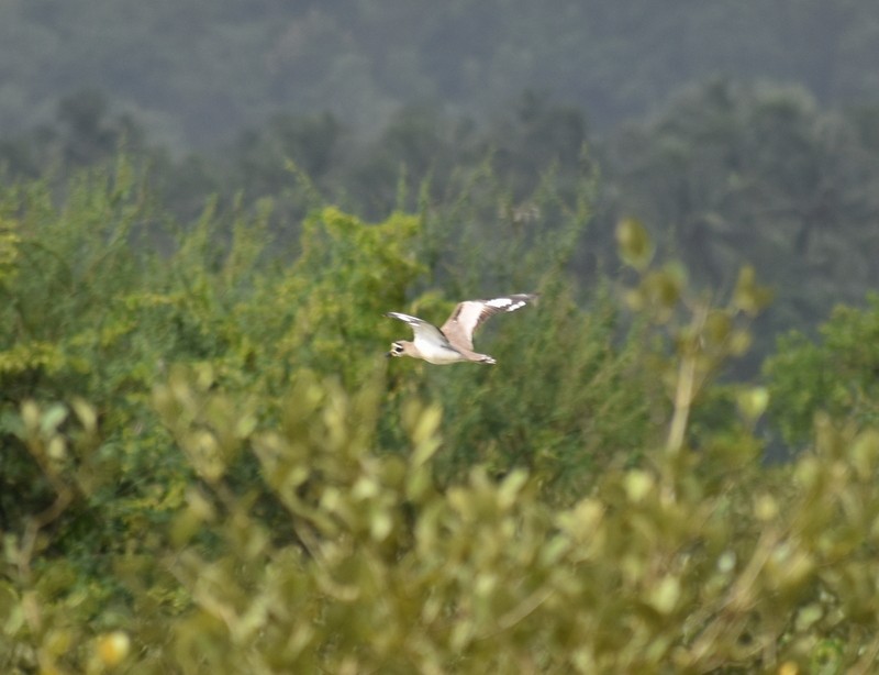 Great Thick-knee - ML641330245