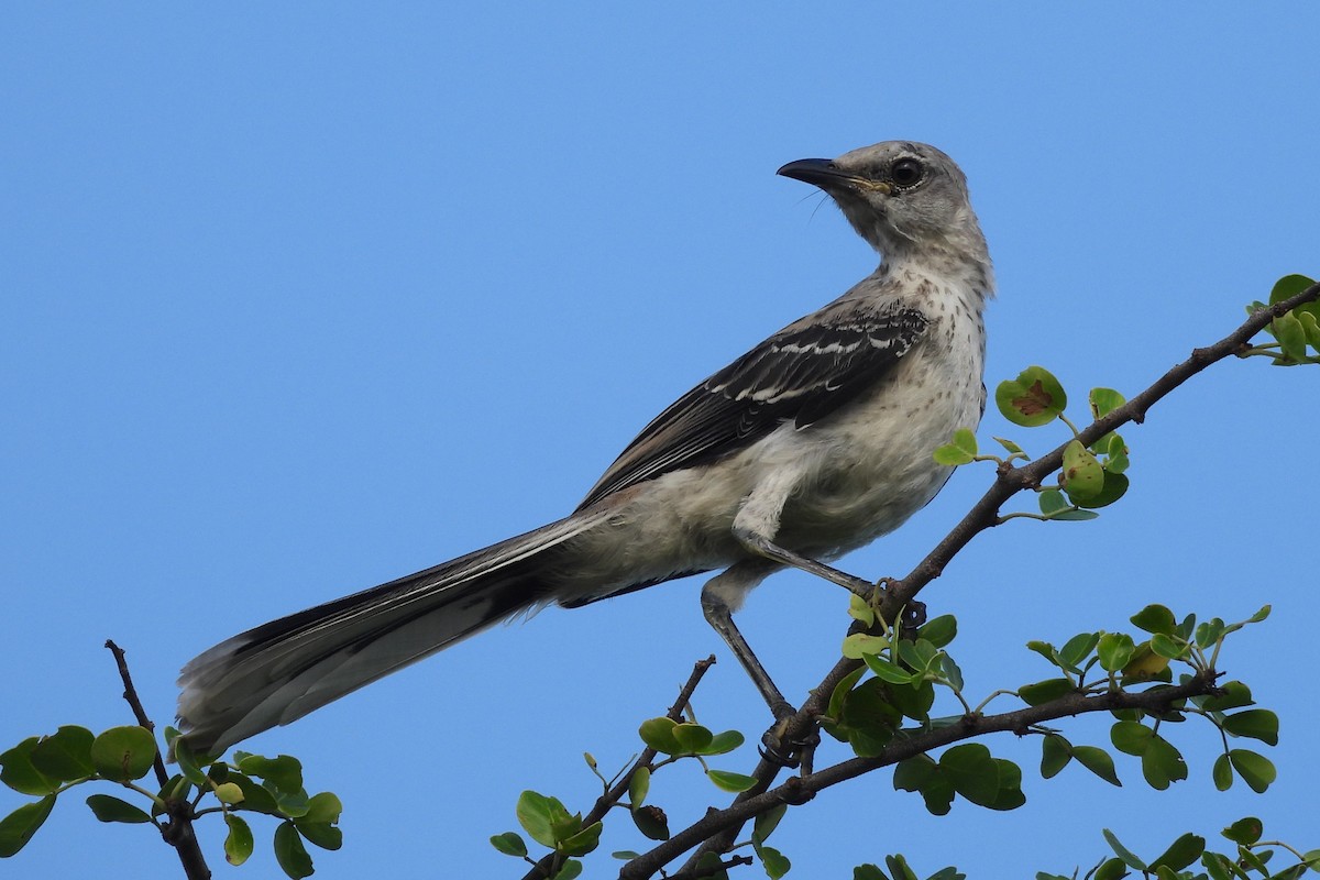 tropespottefugl - ML641330250