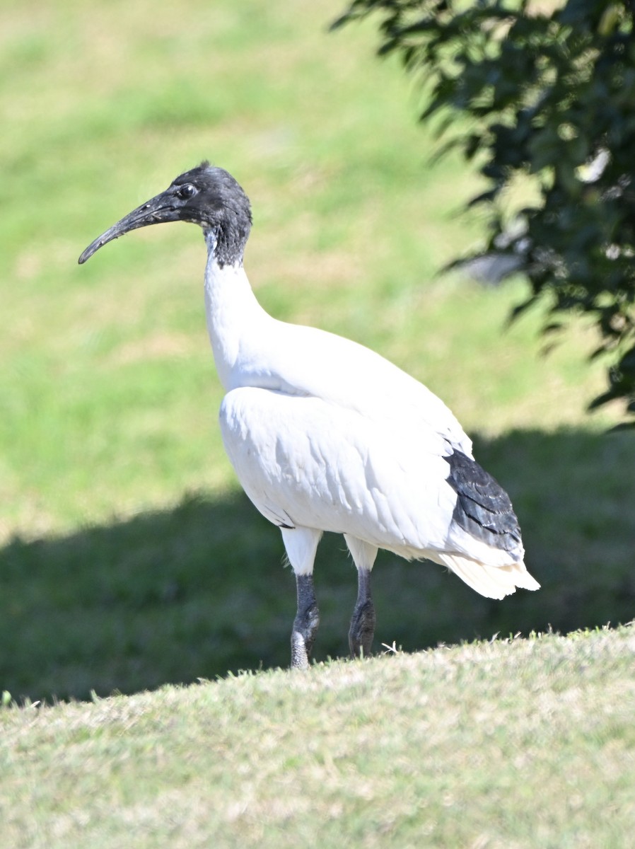 australibis - ML641330266