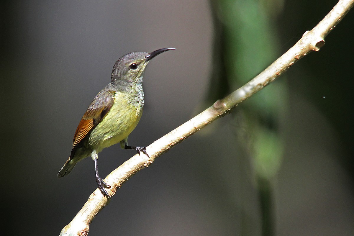 Purple-throated Sunbird - ML641330268