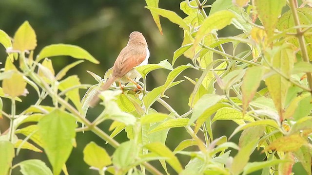Yellow-eyed Babbler - ML641330269