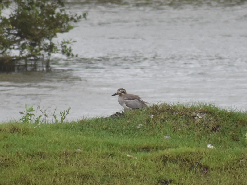Great Thick-knee - ML641330276