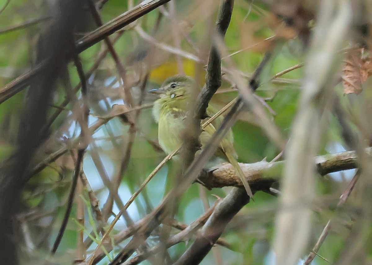 Forest Elaenia - ML641330283