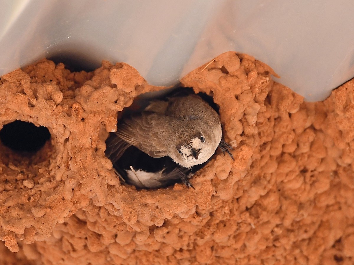 Acanthize blanchâtre - ML641330298