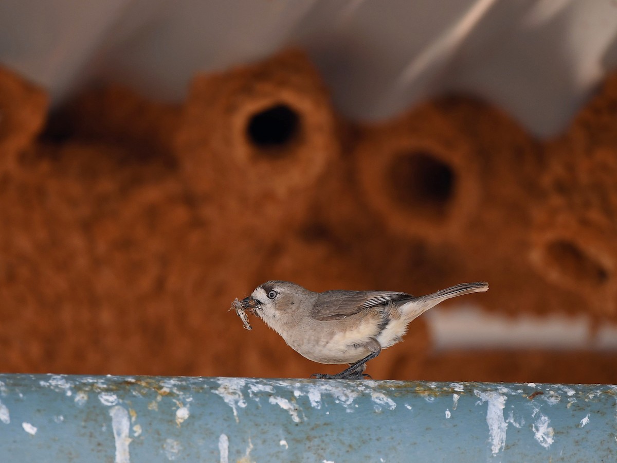 Acanthize blanchâtre - ML641330299