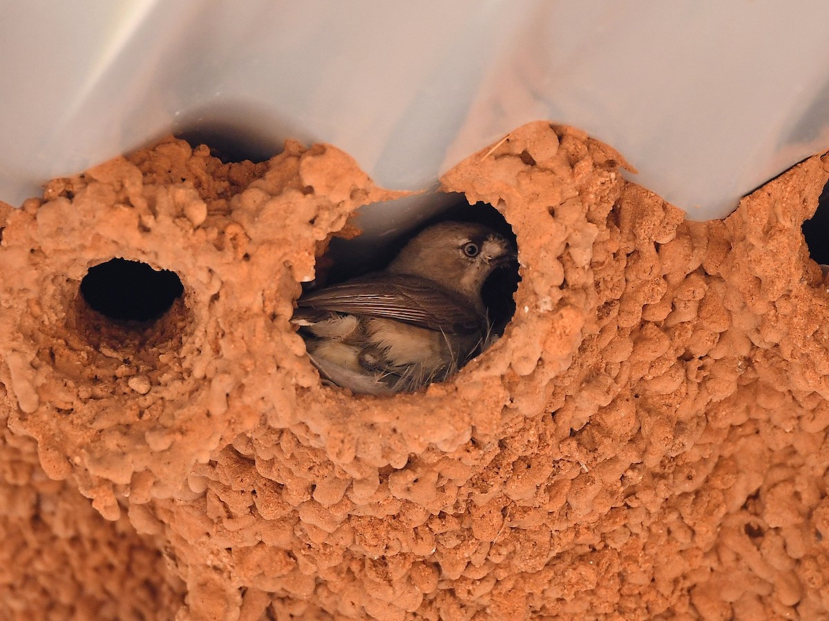 Acanthize blanchâtre - ML641330300