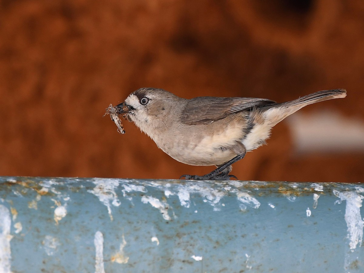 Acanthize blanchâtre - ML641330323