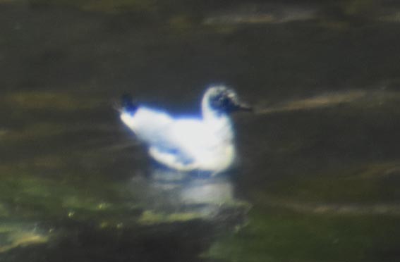 Andean Gull - ML641330327