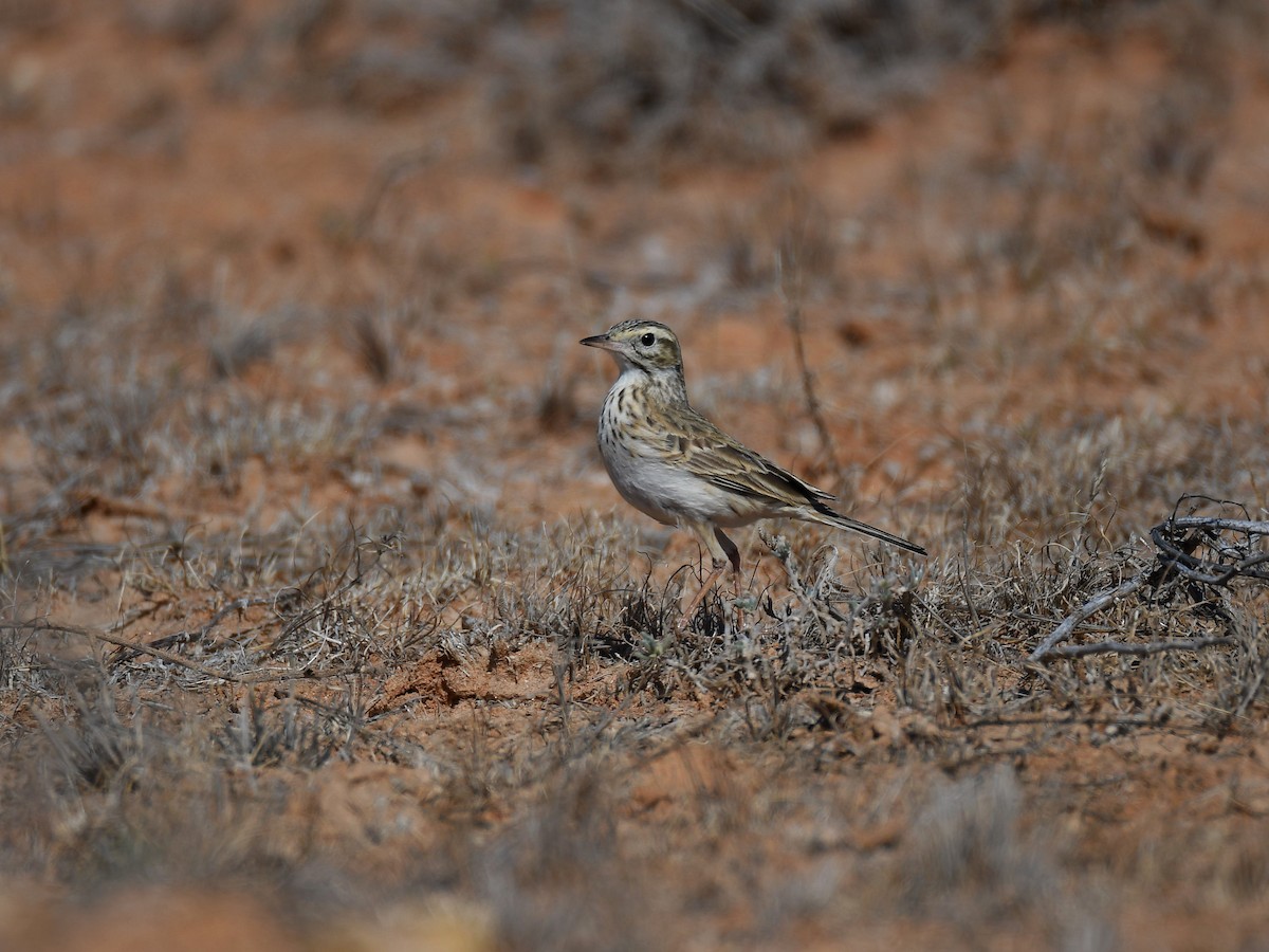 Pipit d'Australie - ML641330333