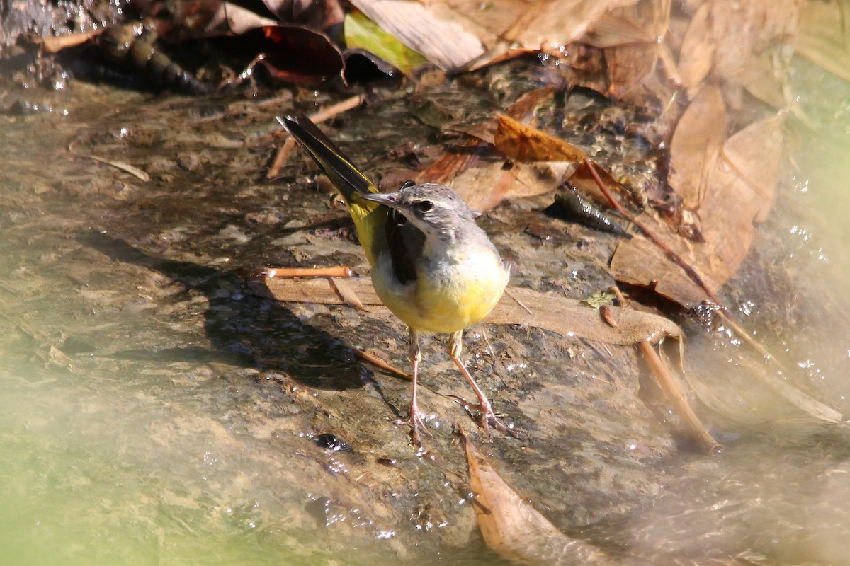 灰鶺鴒 - ML641330335