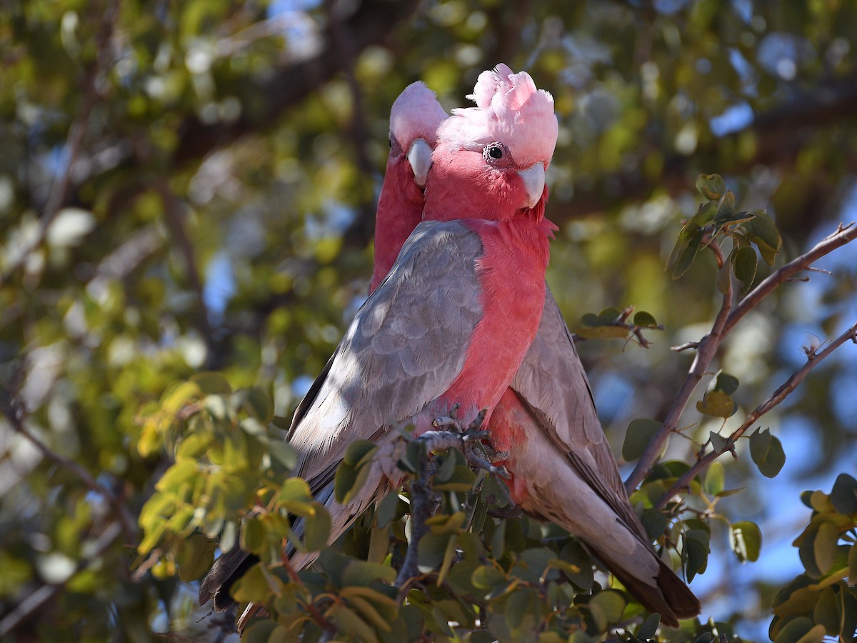 Cacatoès rosalbin - ML641330345