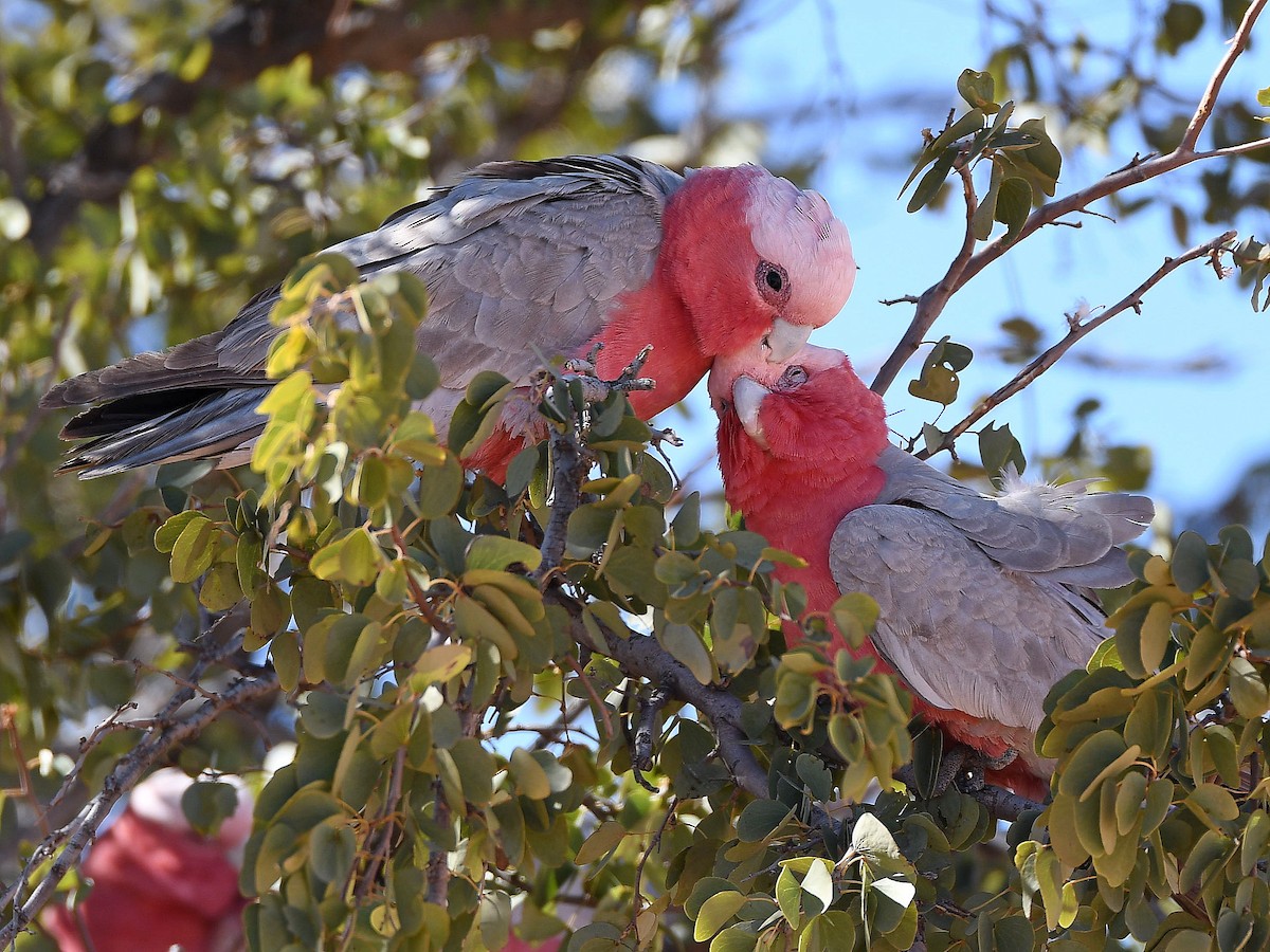 Cacatoès rosalbin - ML641330346