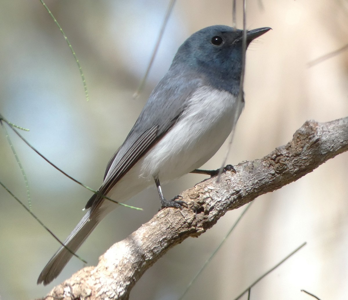 Leaden Flycatcher - A m a n d a   a n d B r a d