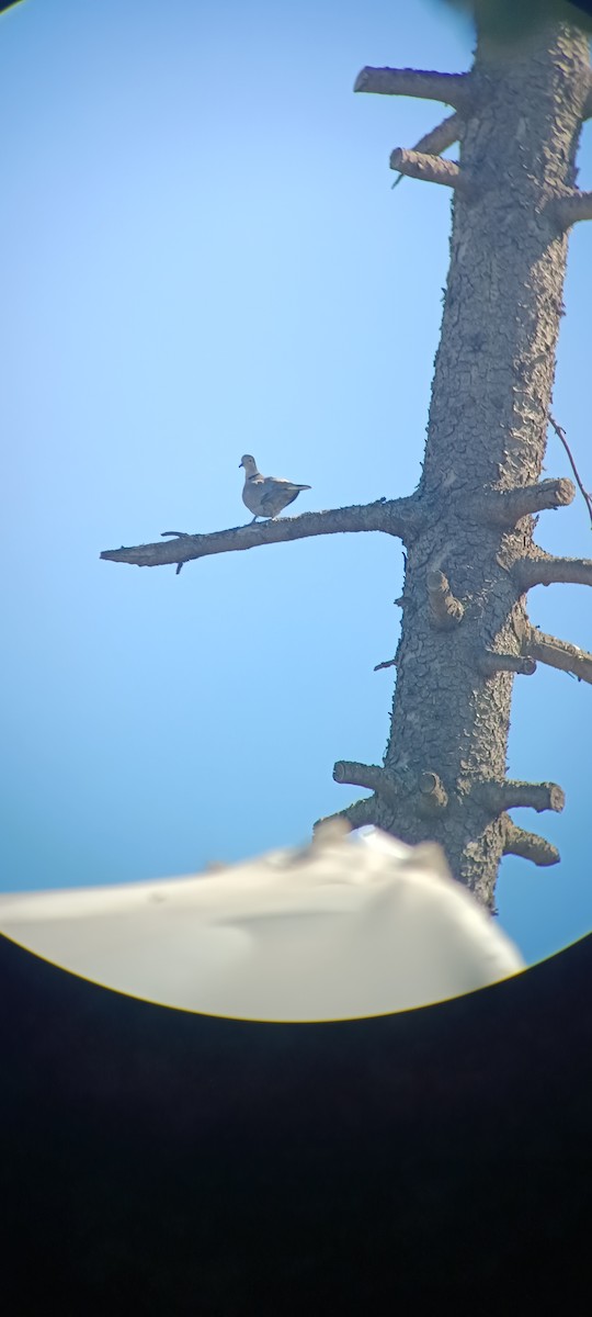 Eurasian Collared-Dove - ML641330389