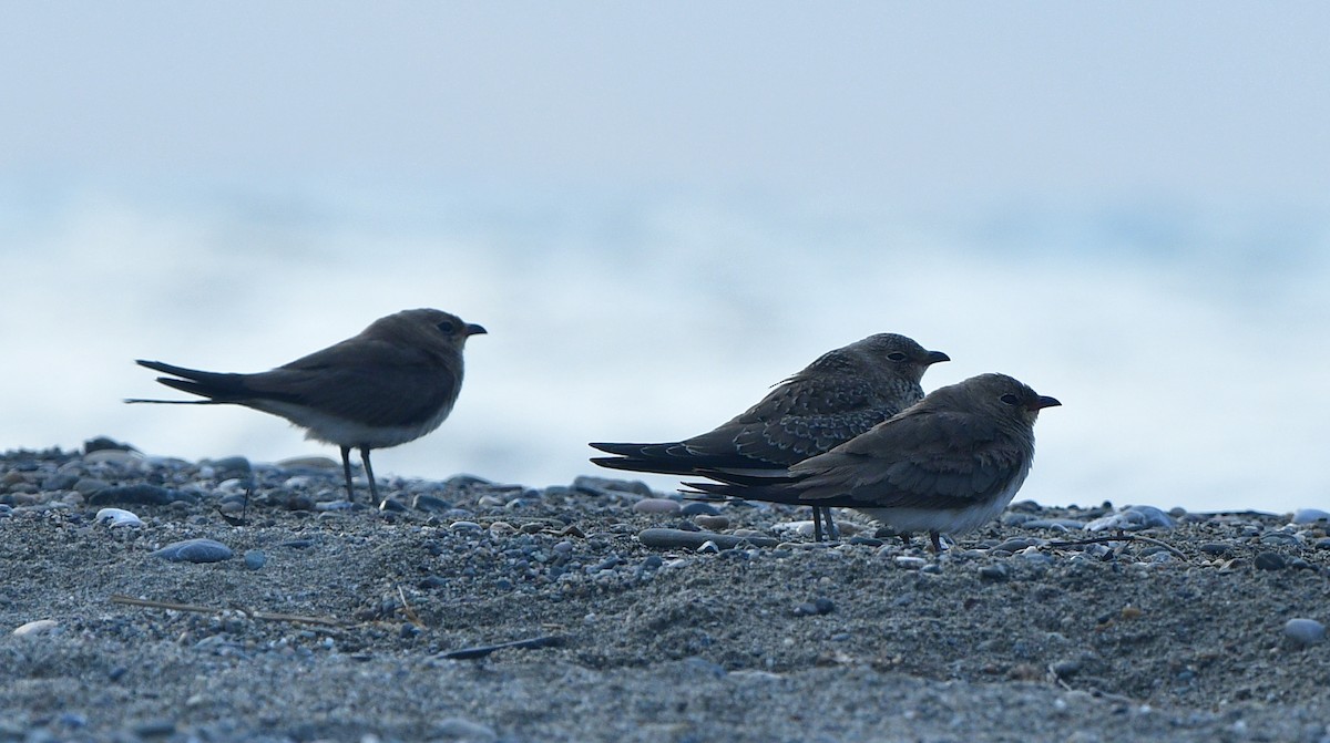 Collared Pratincole - ML641330404