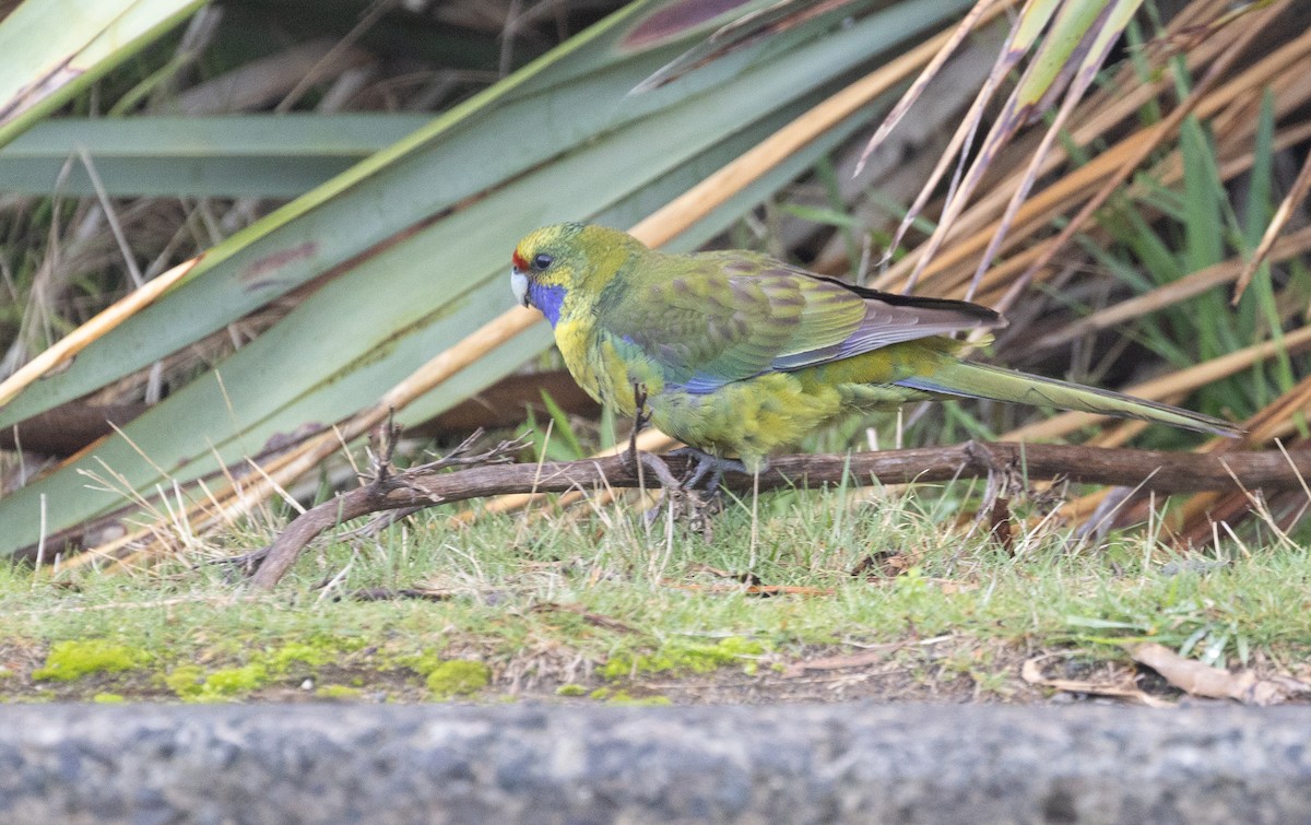 Green Rosella - ML641330406