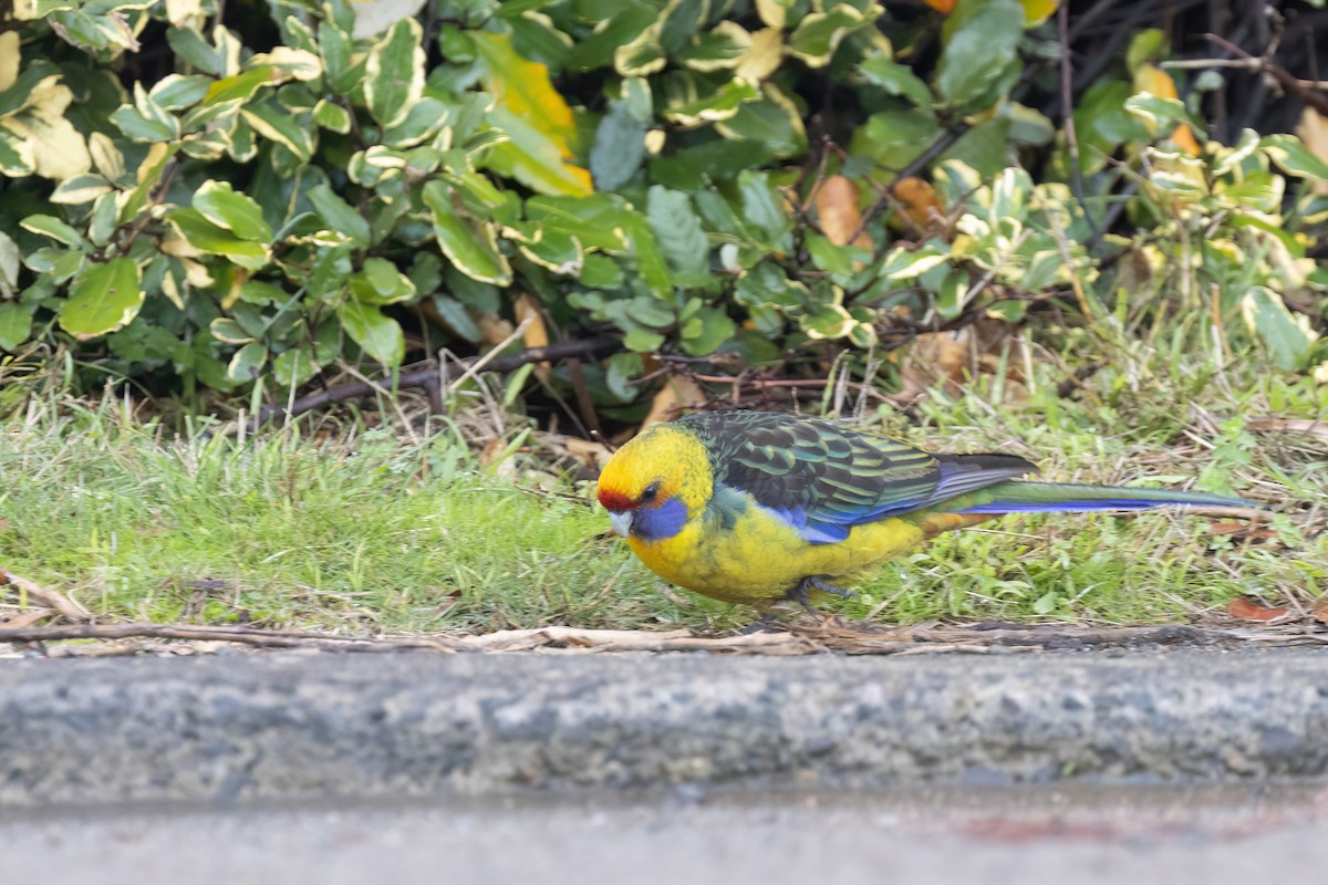 Green Rosella - ML641330408