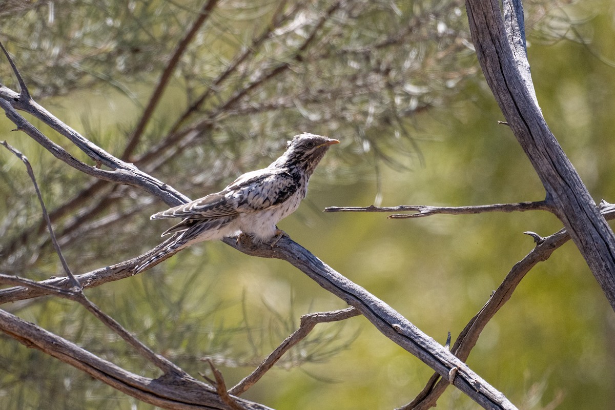 Pallid Cuckoo - ML641330409