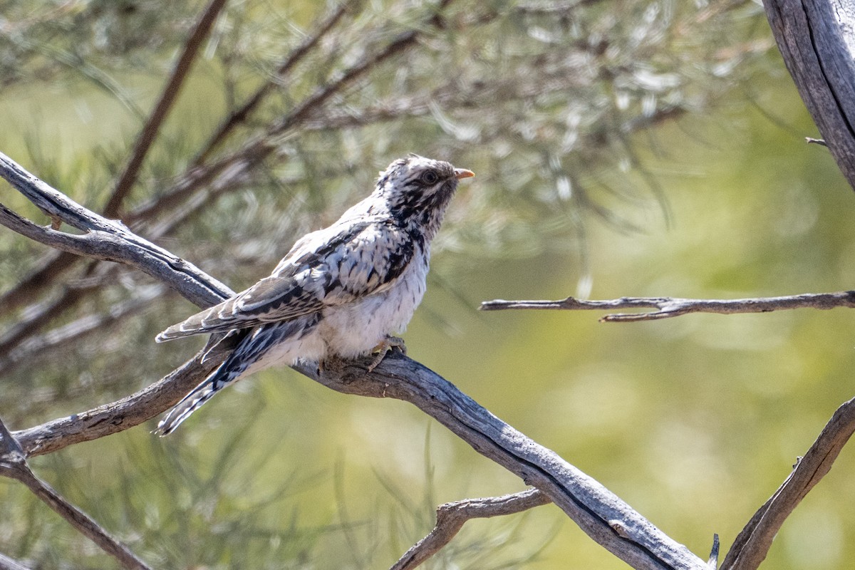 Pallid Cuckoo - ML641330410