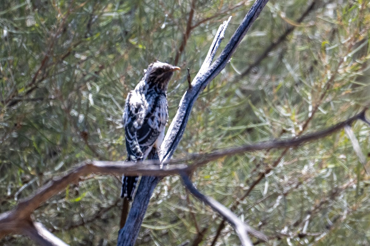Pallid Cuckoo - ML641330412