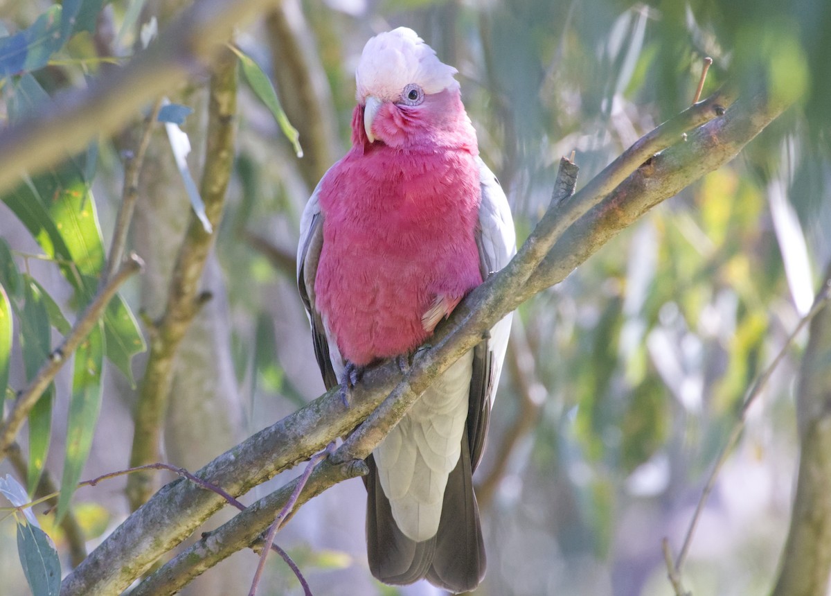 Galah - ML641330414