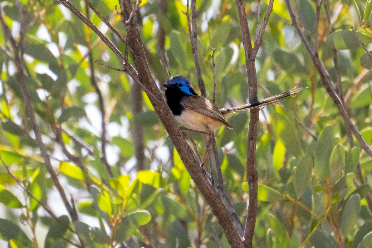 Purple-backed Fairywren - ML641330416