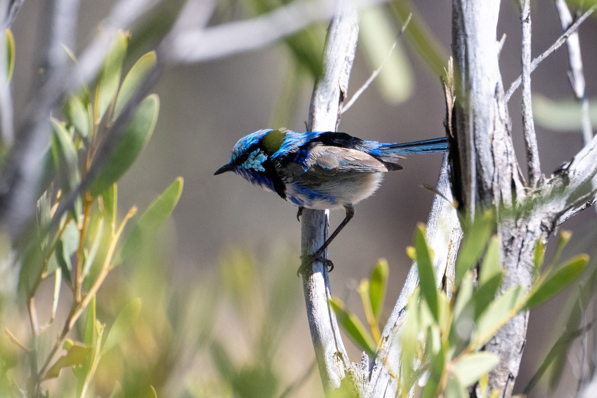 Splendid Fairywren - ML641330420