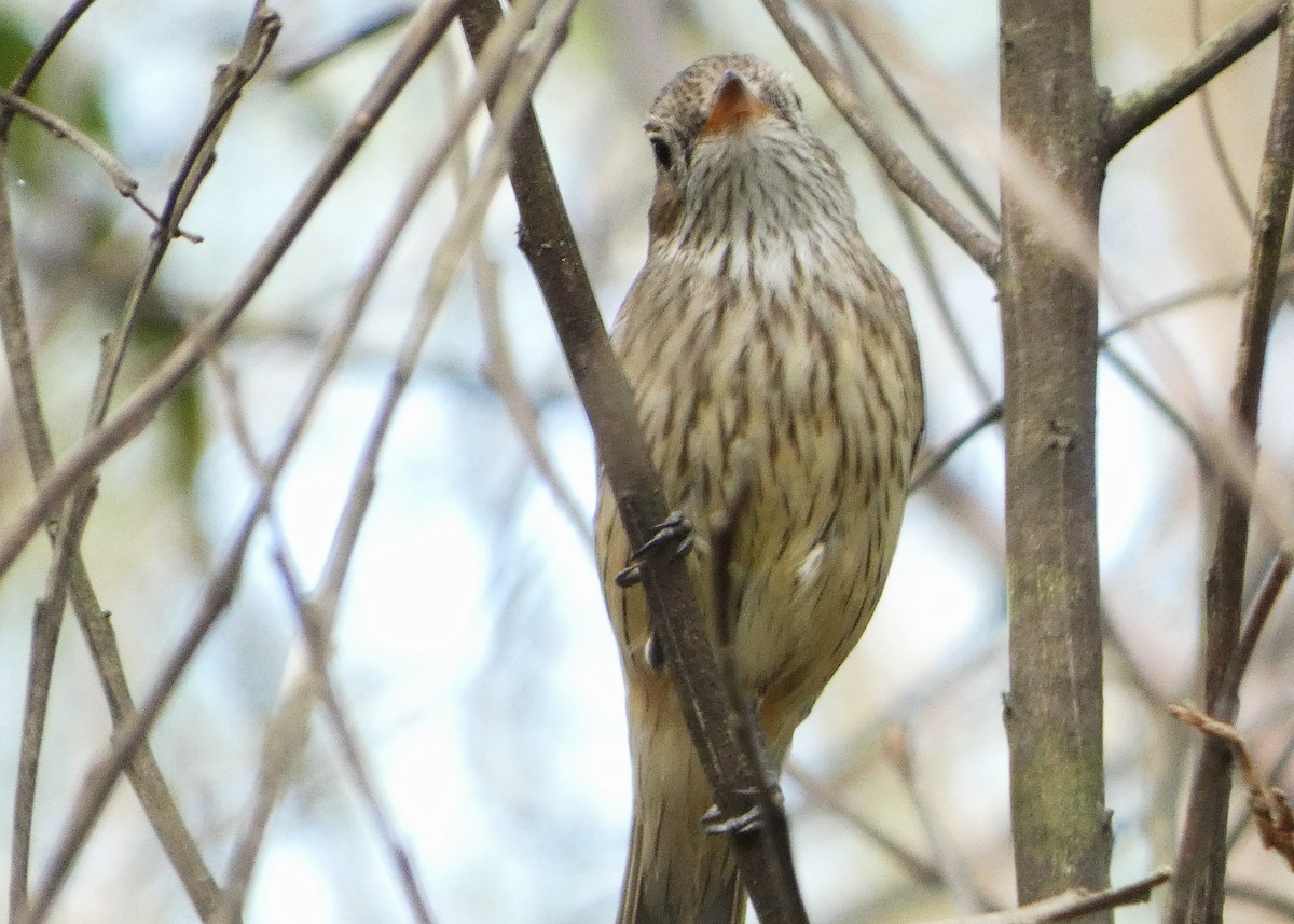Rufous Whistler - ML641330424