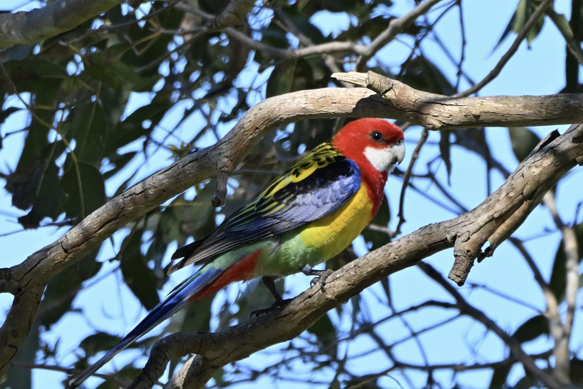 Eastern Rosella - ML641330430