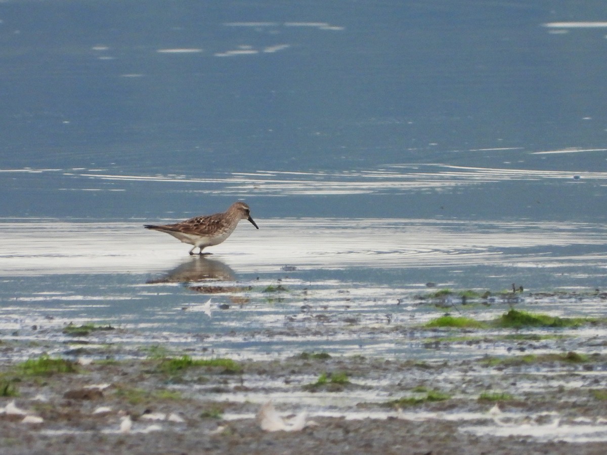 White-rumped Sandpiper - ML641330432