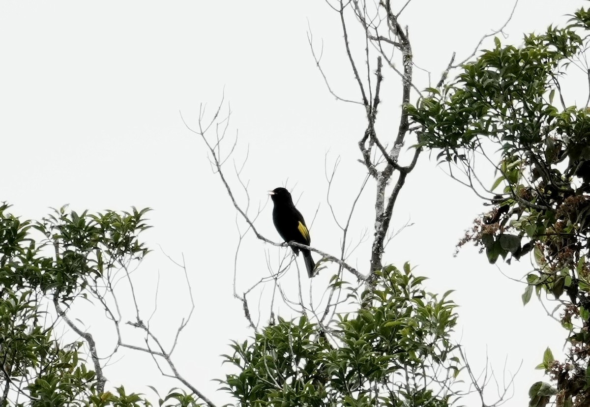 Cotinga noir - ML641330434