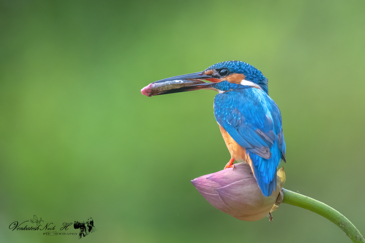 Martin-pêcheur d'Europe - ML641330451
