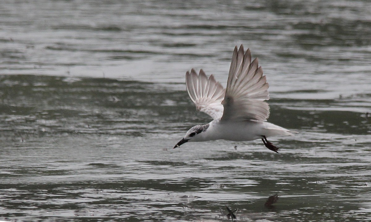 黑腹燕鷗 - ML641330467