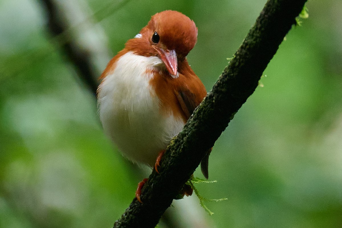 Madagascar Pygmy Kingfisher - ML641330471