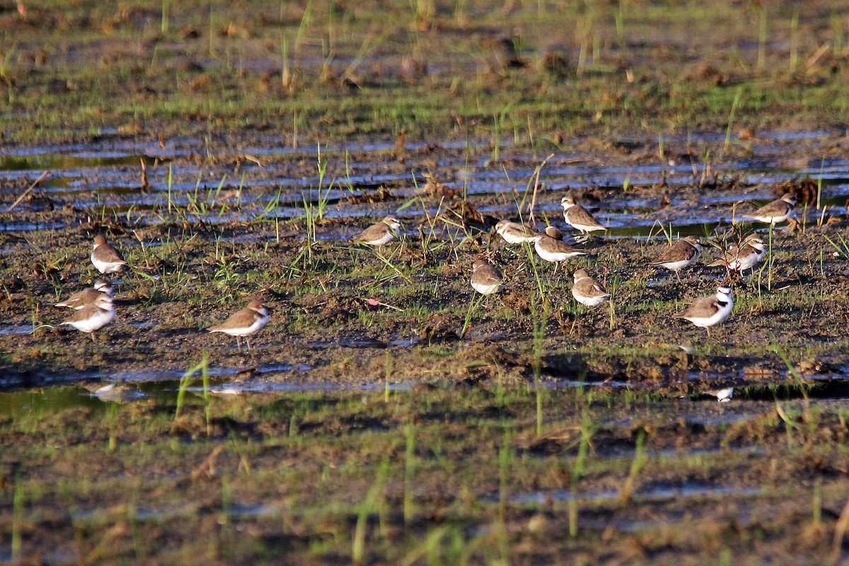 東方環頸鴴 - ML641330488