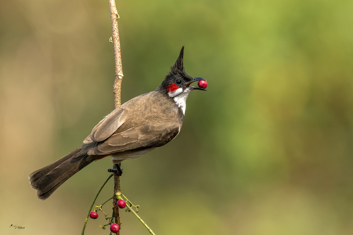 Red-whiskered Bulbul - ML641330489