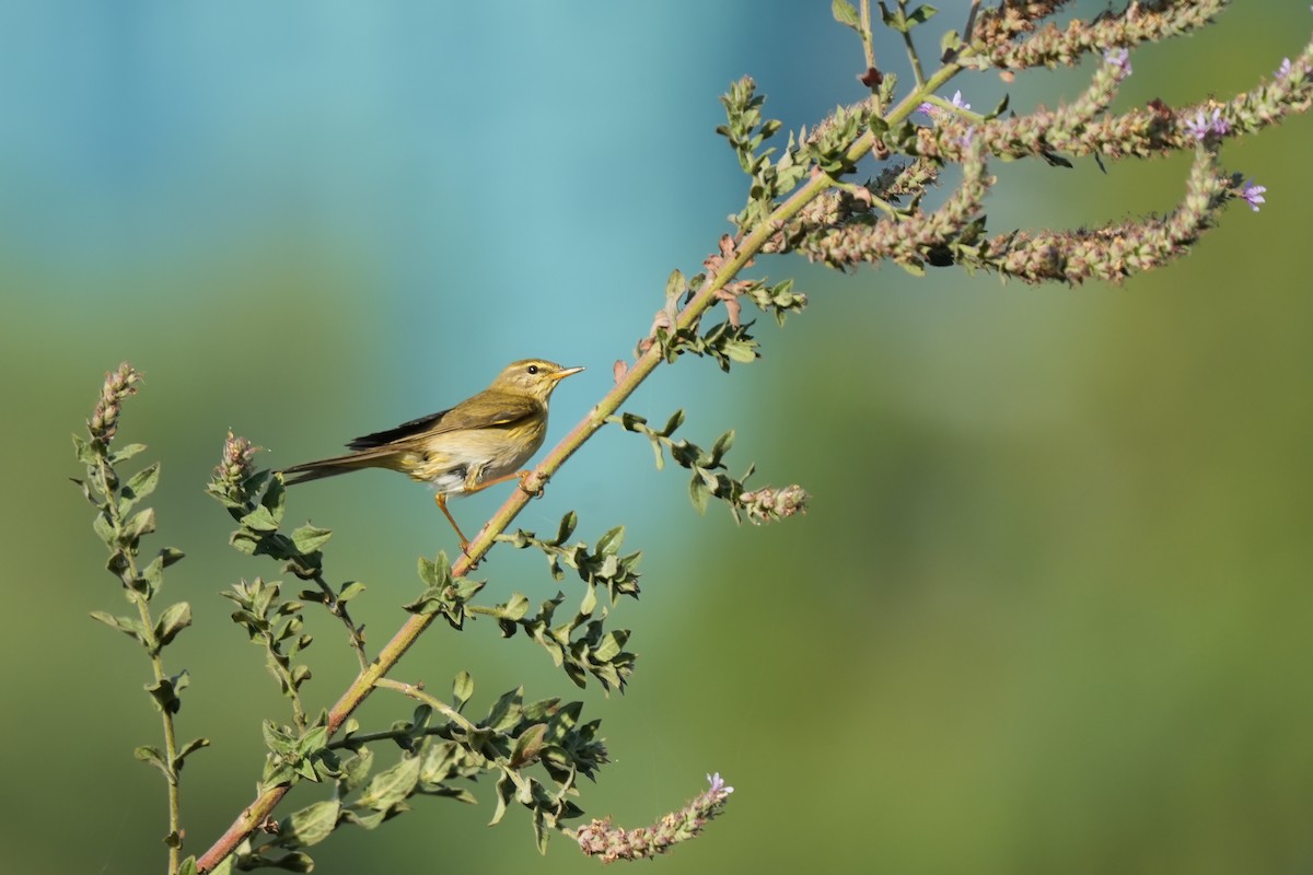 Willow Warbler - ML641330506