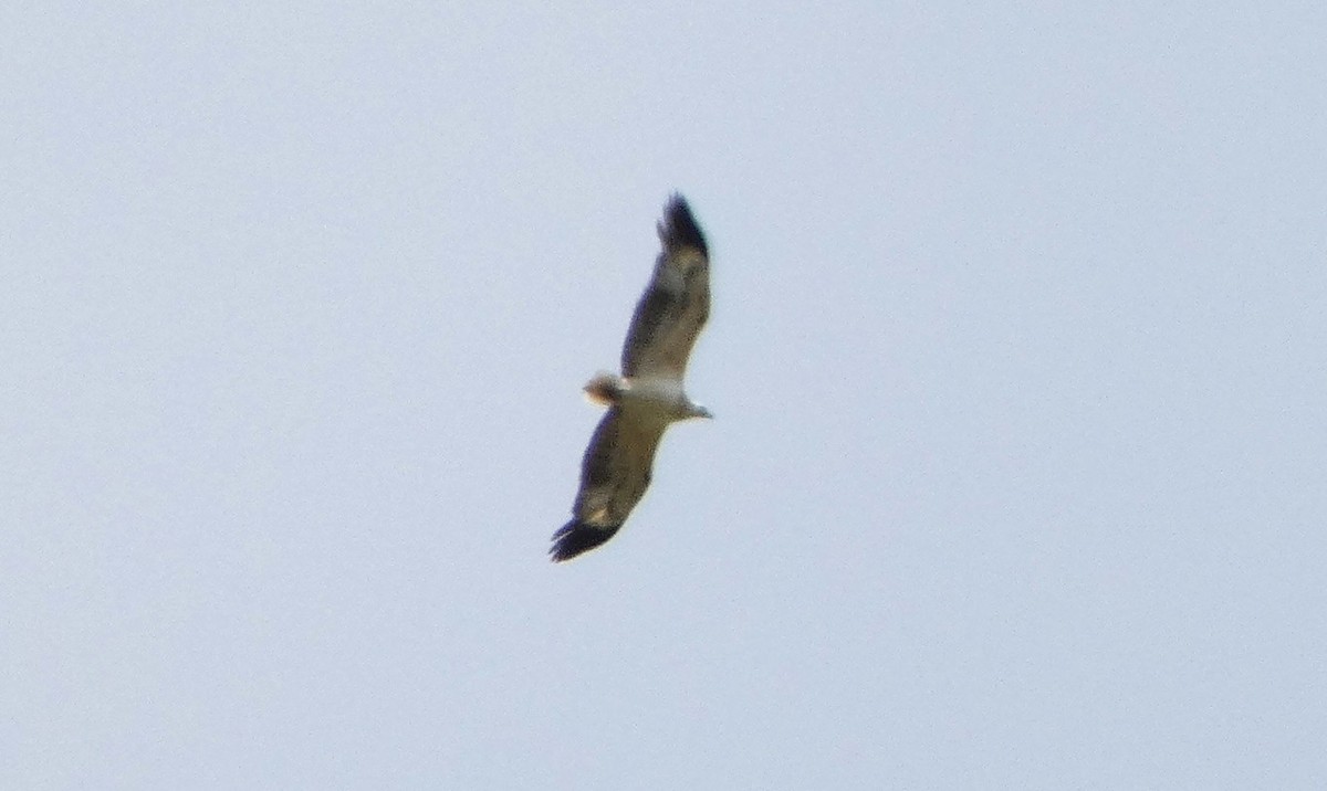 White-bellied Sea-Eagle - A m a n d a   a n d B r a d