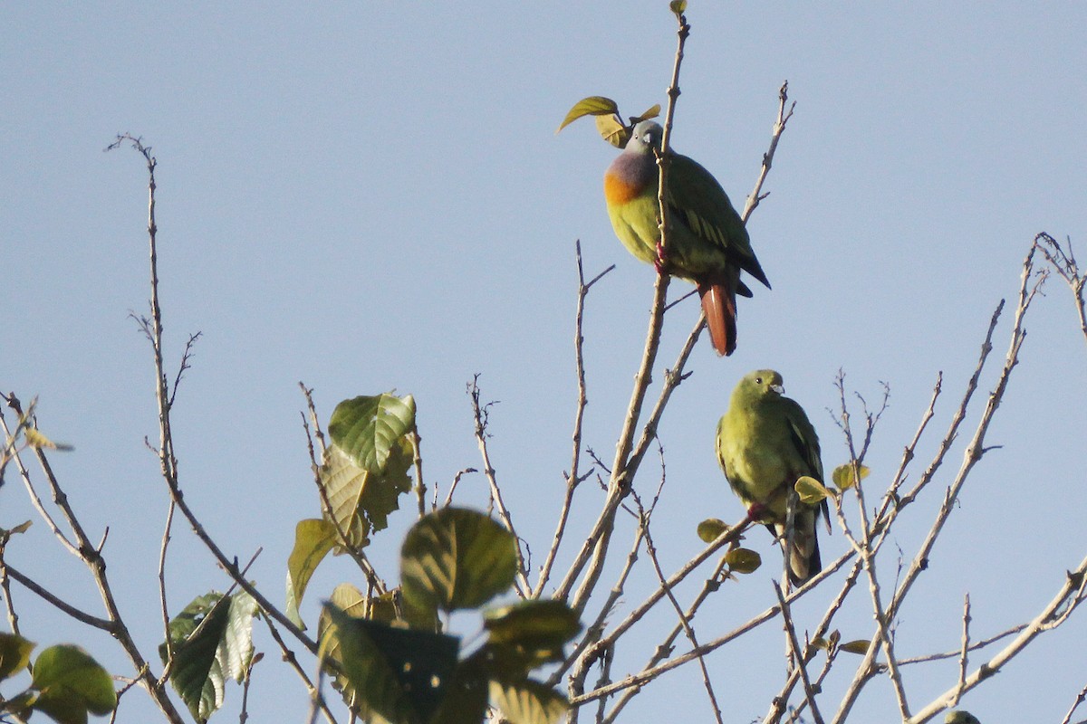 Pink-necked Green-Pigeon - ML641330527