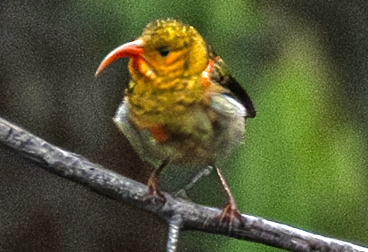 Iiwi - ML641330531