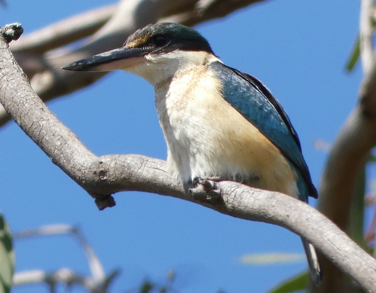 Sacred Kingfisher (Australasian) - ML641330537
