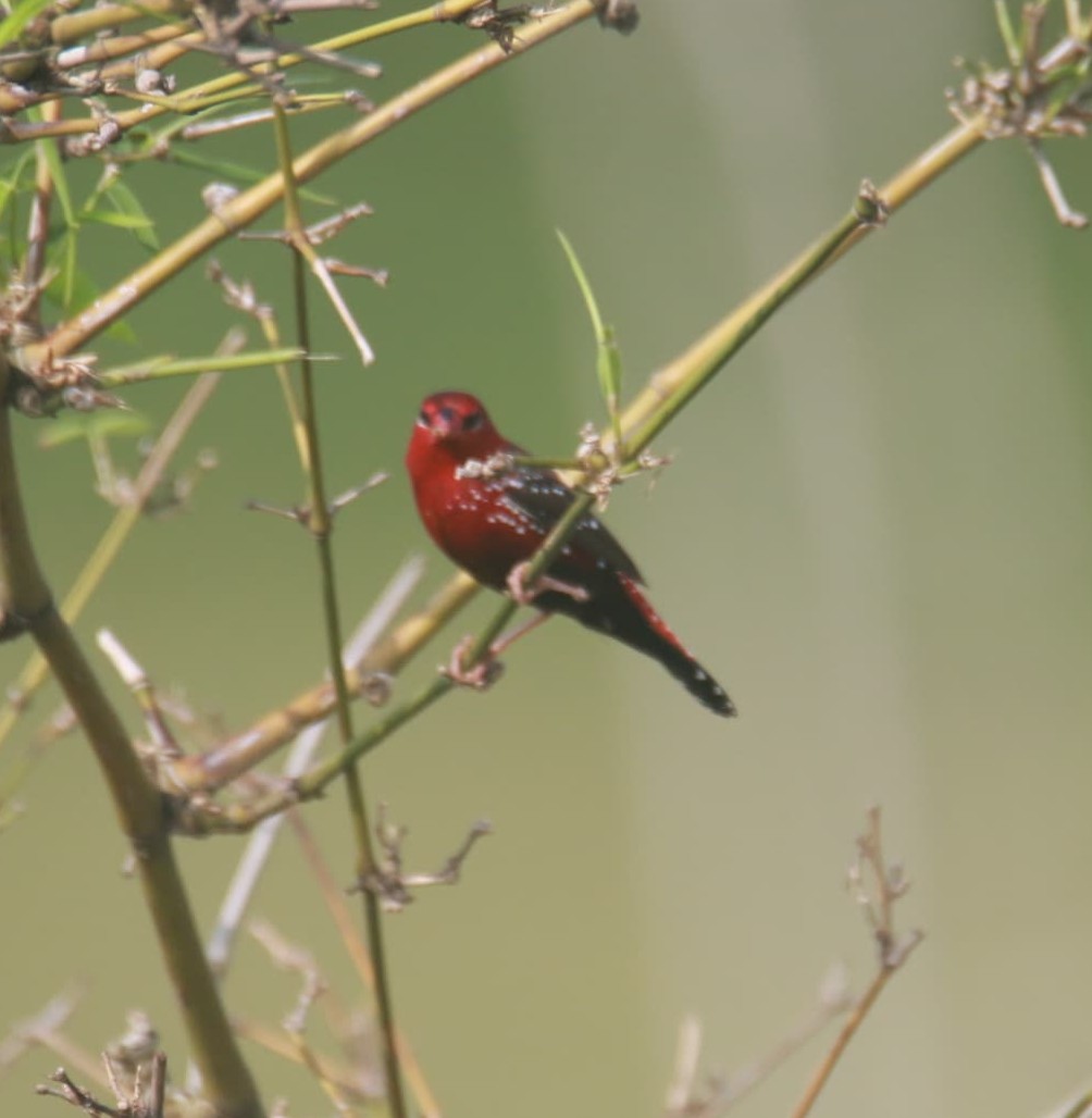 Red Avadavat - ML641330543