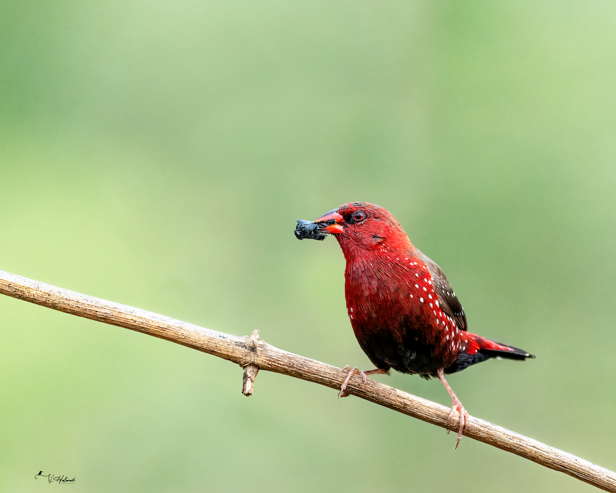 Red Avadavat - ML641330558