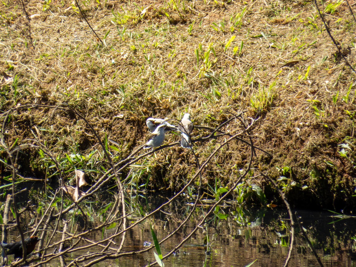 Masked Water-Tyrant - ML641330566