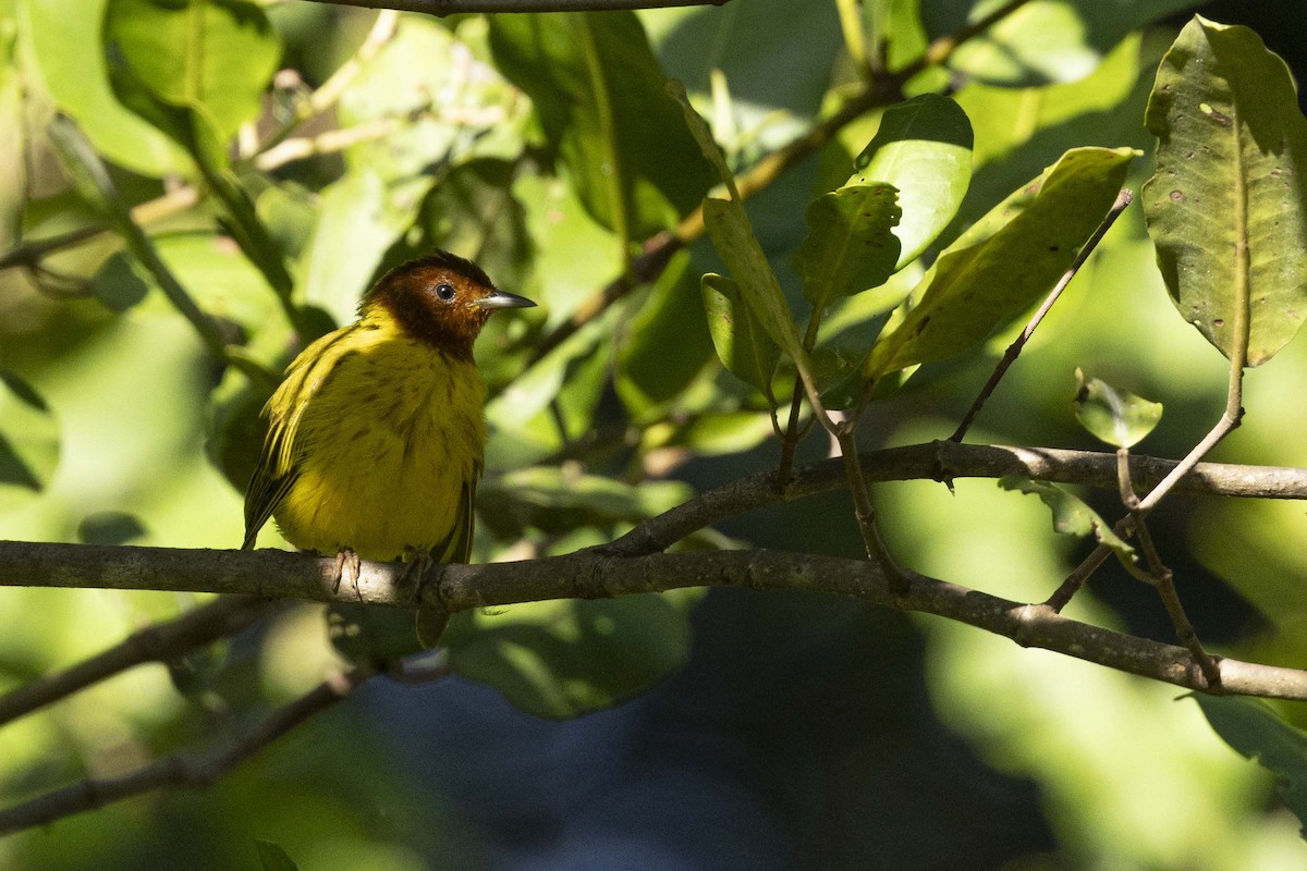Yellow Warbler (Mangrove) - ML641330571