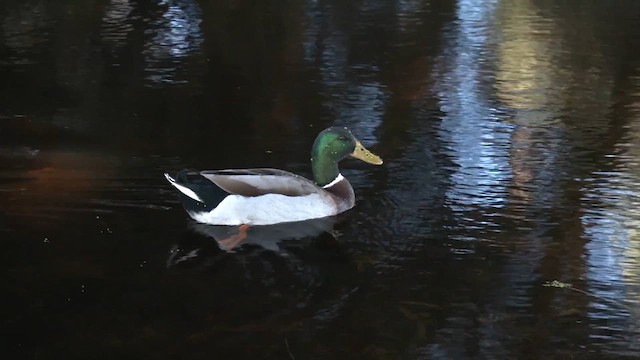 Anatra germanata - ML641330613