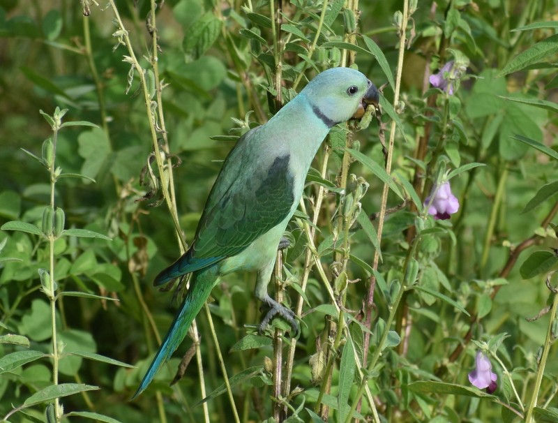 Malabar Parakeet - ML641330628