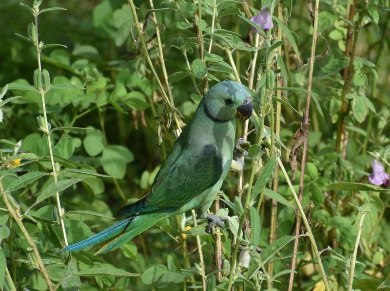 Malabar Parakeet - ML641330629