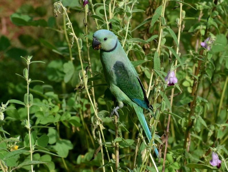 Malabar Parakeet - ML641330630