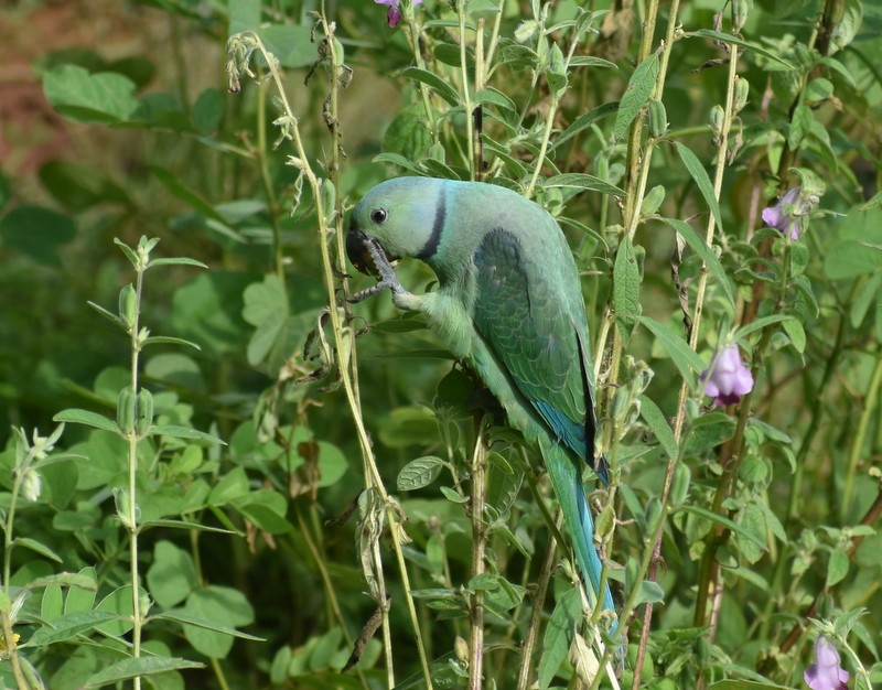 Malabar Parakeet - ML641330634